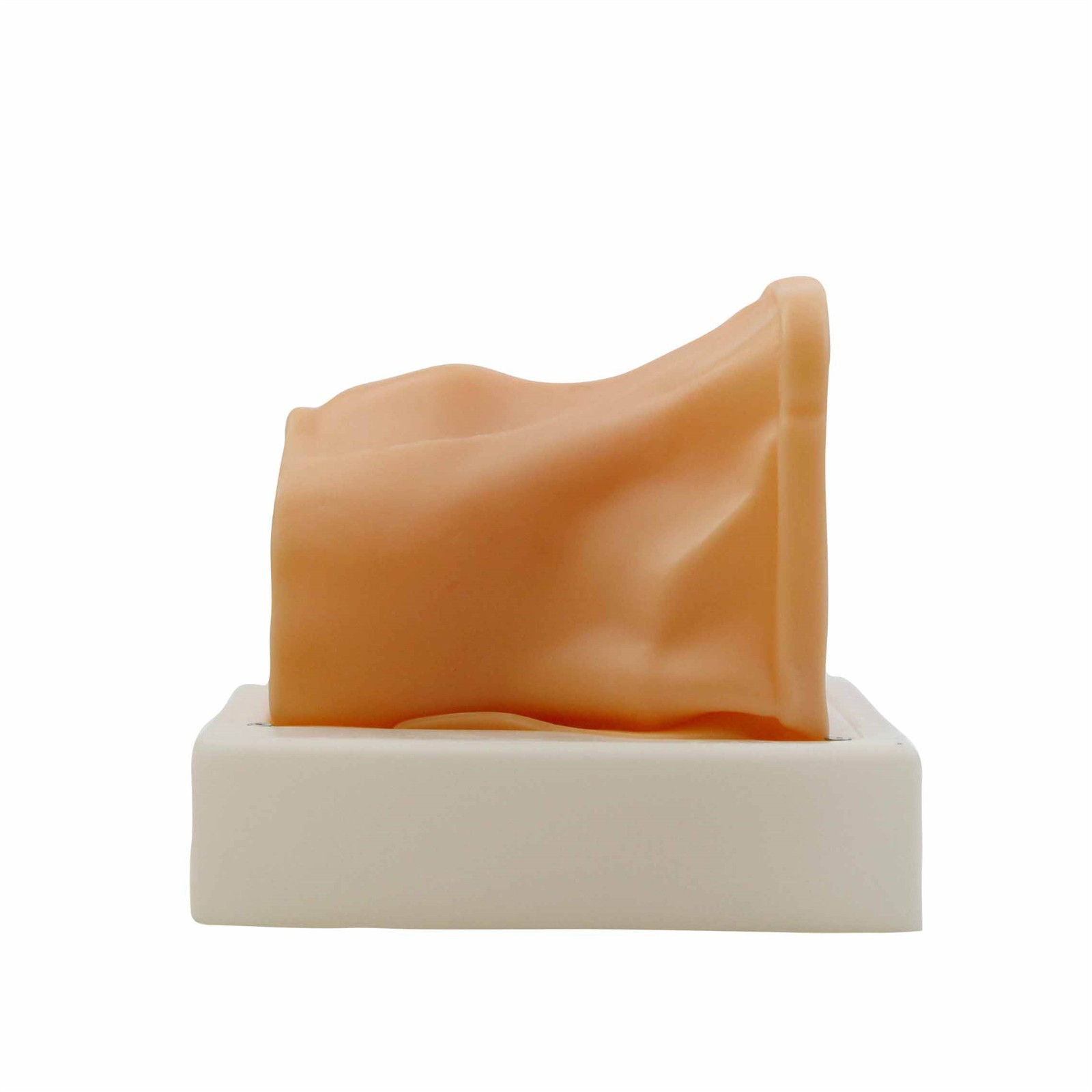 Ultrasound Guided Thyroid Training Model