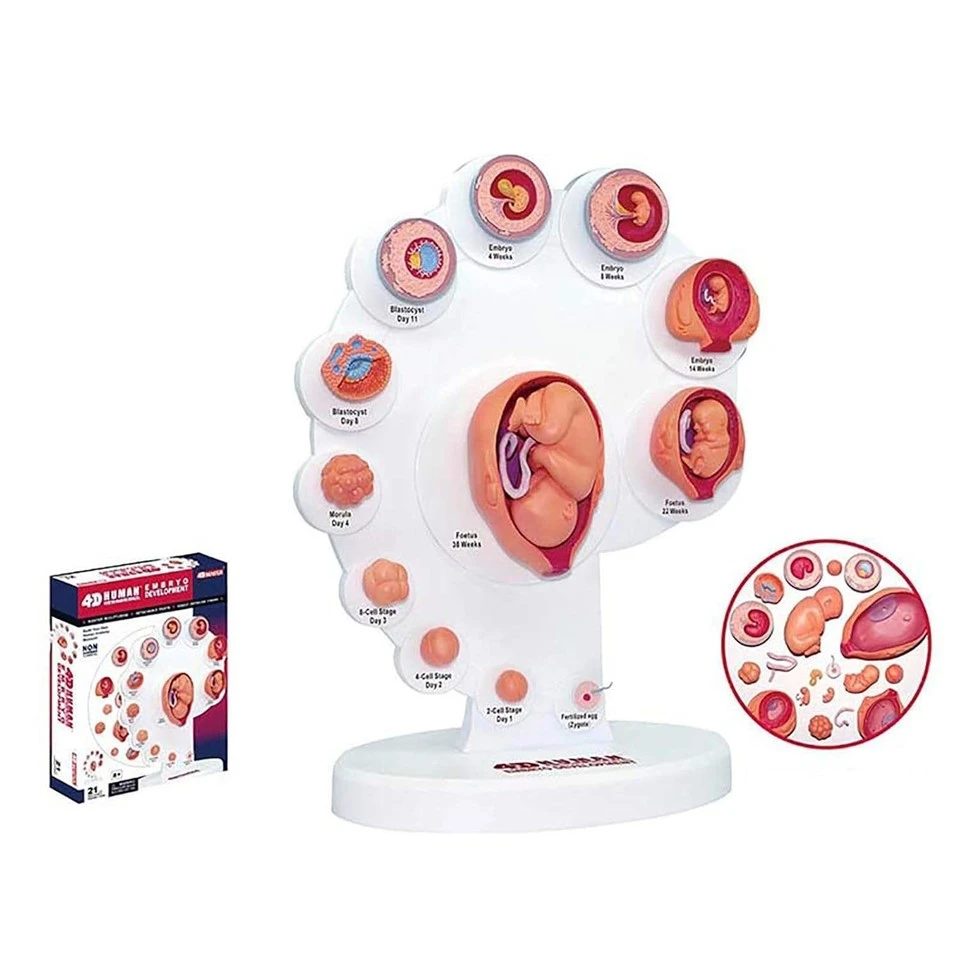 Urinary Reproductive And Pregnancy System Model high quality