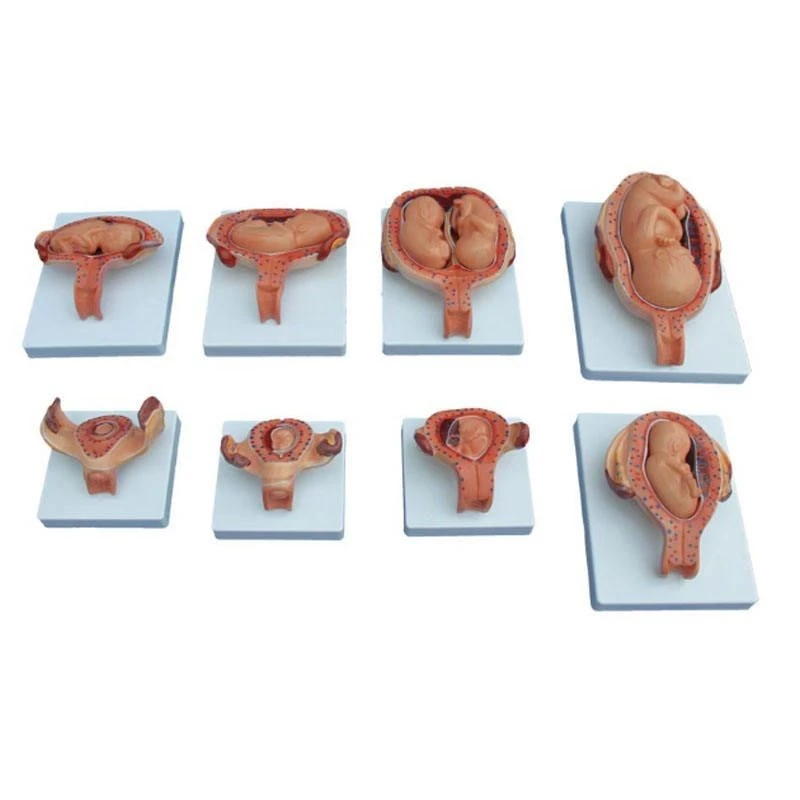 Urinary Reproductive And Pregnancy System Model best